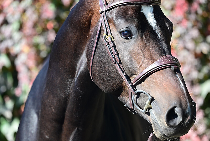The Haras des Rosiers will be present at the Saint-Lô Stallion Show from february 17 to 19, 2023