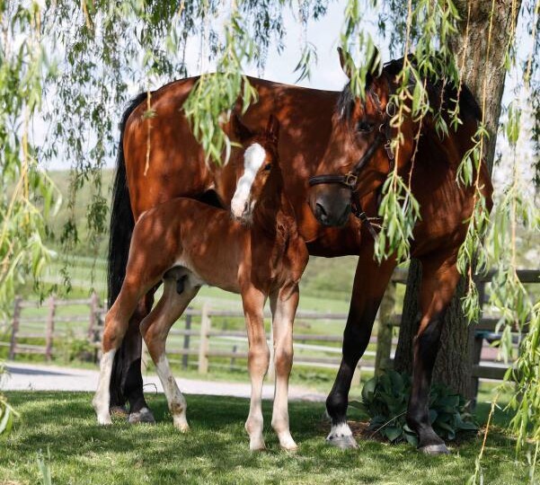 Naissance de Cyrano des Rosiers Z