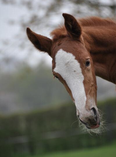 Carnet Rose au Haras