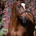 H’Aubigny de Talma places in the Small Grand Prix in Mexico.