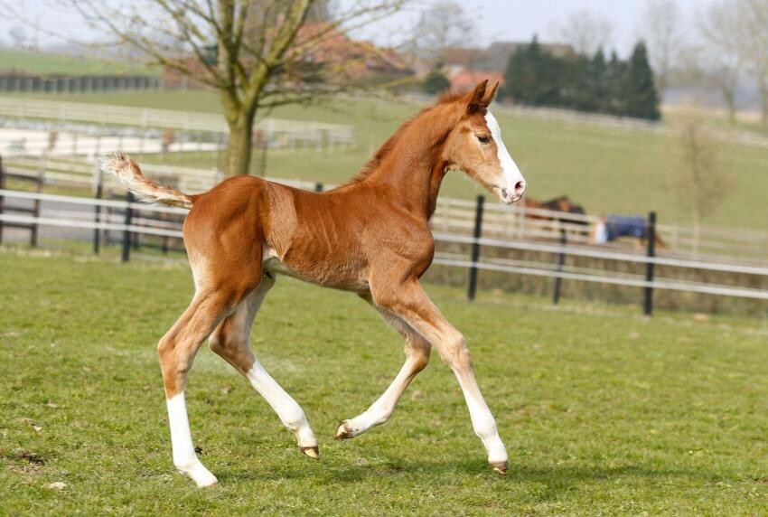 Paard En Ras Haras Des Rosiers - Cash First des Rosiers Z
