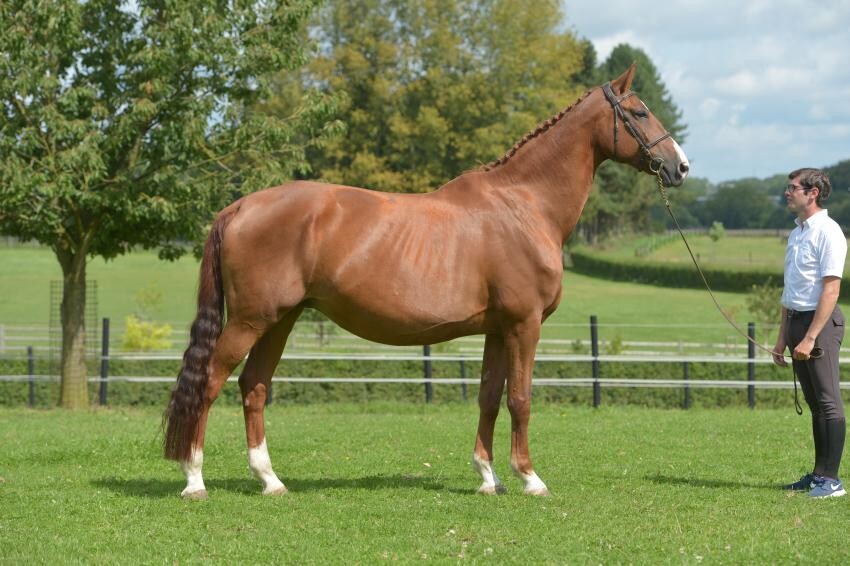 Paard En Ras Haras Des Rosiers - Tendance des Rosiers