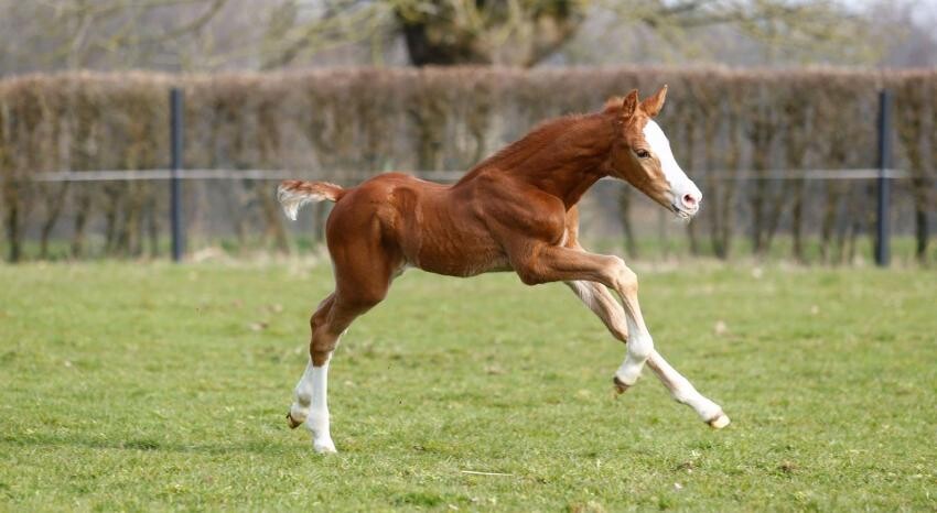 Paard En Ras Haras Des Rosiers - Cash First des Rosiers Z