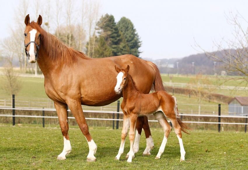 Paard En Ras Haras Des Rosiers - Cash First des Rosiers Z